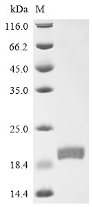 Interferon alpha-2 (Ifna2), mouse, recombinant