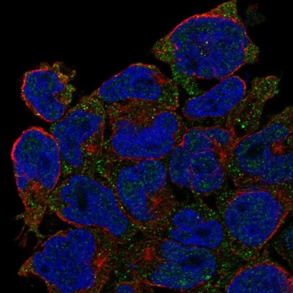 Anti-CD27