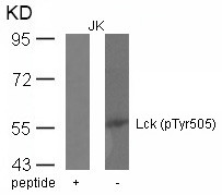 Anti-phospho-Lck (Tyr505)