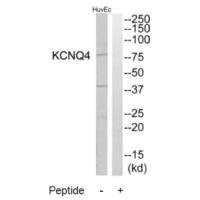 Anti-KCNQ4