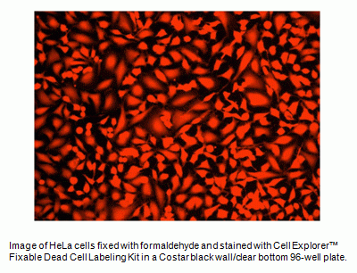 Live or Dead(TM) Fixable Dead Cell Staining Kit *Orange Fluorescence*