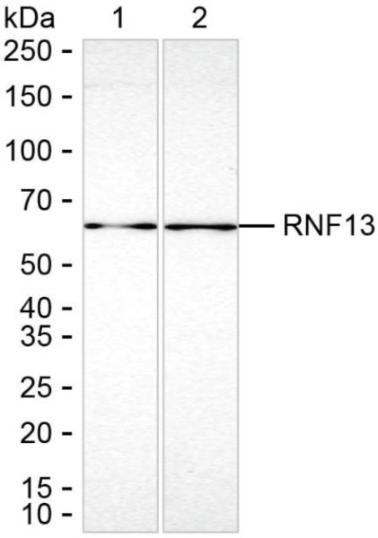 Anti-RNF13