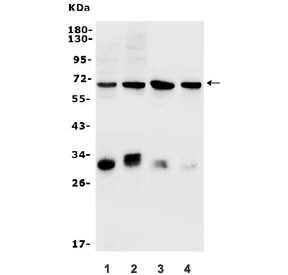 Anti-Arylsulfatase B / Arsb