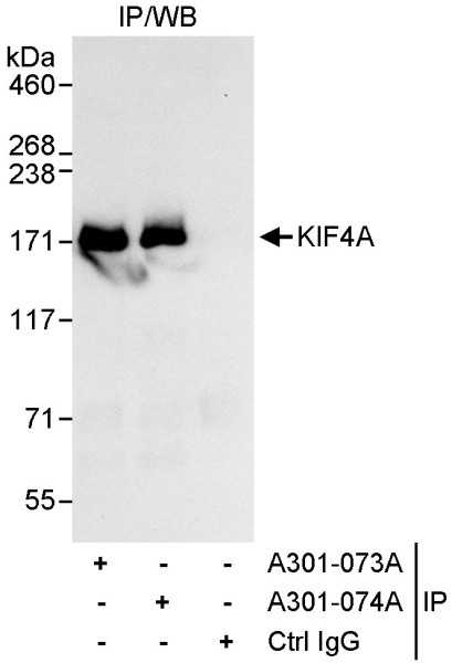 Anti-KIF4A