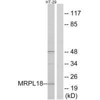 Anti-MRPL18