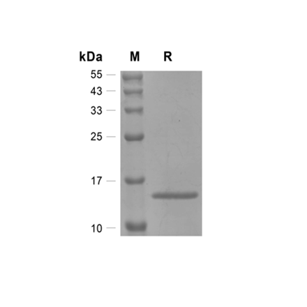 Granulocyte Macrophage-Colony Stimulating Factor (GM-CSF) Recombinant (Mouse)