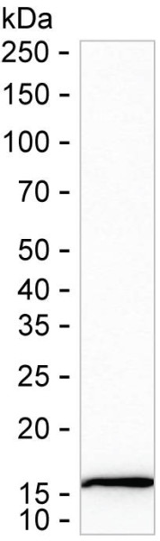 Anti-RPL30 (recombinant antibody)