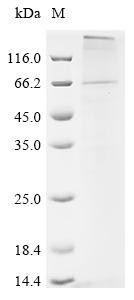 Parathyroid hormone/parathyroid hormone-related peptide receptor (PTH1R), swine, recombinant