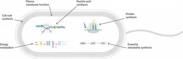 How-Do-Antibiotics-Work