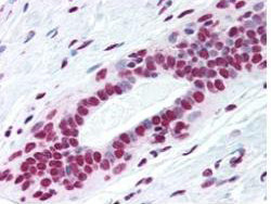 Anti-phospho-Structural Maintenance of Chromosomes 1 (Ser957) (SMC1), clone 5D11G5