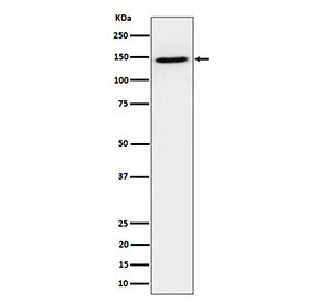 Anti-TAF3 / TATA-box binding protein associated factor 3, clone 30T12