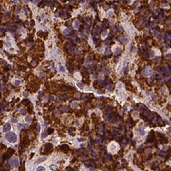 Anti-CSH1