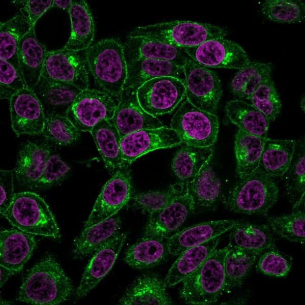 Anti-Beta-2 Microglobulin (B2M)(BBM.1), CF568 conjugate, 0.1mg/mL