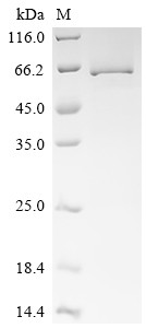 Y-box-binding protein 2 (YBX2), human, recombinant