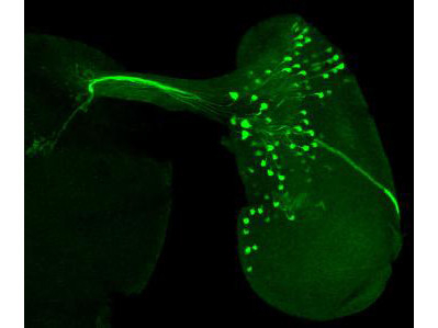 Anti-GFP (minimum cross reactivity to human, mouse and rat serum proteins)