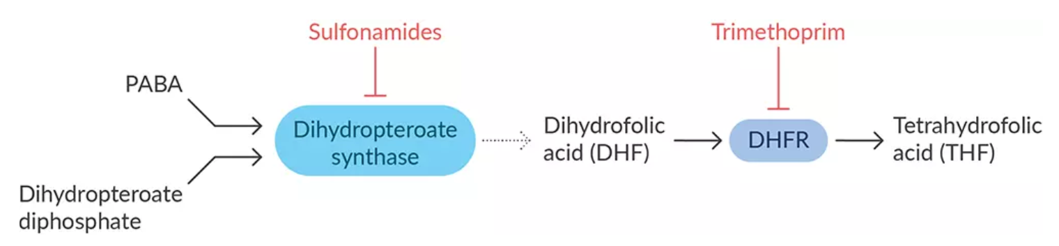 antibiotics-essential-metabolite-synthesis