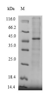 Protein-methionine sulfoxide oxidase MICAL2 (MICAL2), partial, human, recombinant