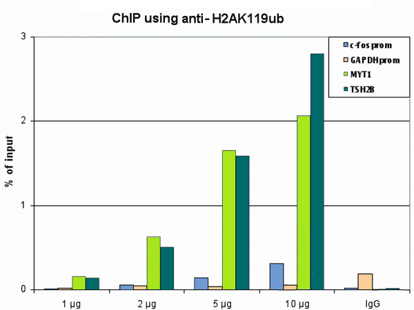 Anti-ubiquitinyl-H2AK119ub