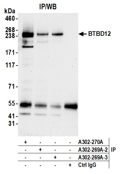 Anti-BTBD12