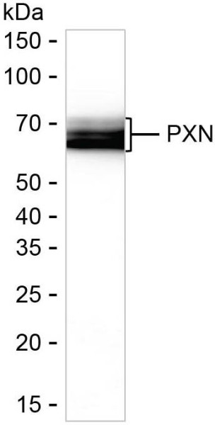 Anti-Paxillin