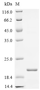 Peptide YY-like (PYY), chicken, recombinant
