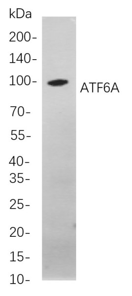 Anti-Recombinant ATF6A, clone 6A2