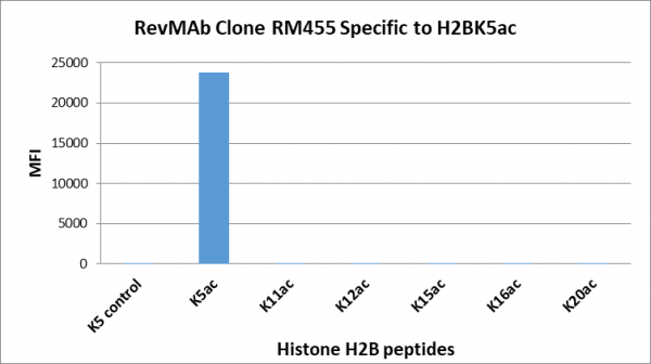 Anti-acetyl-Histone H2B (Lys5), Rabbit Monoclonal (RM455)