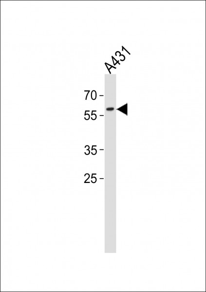 Anti-PAX3