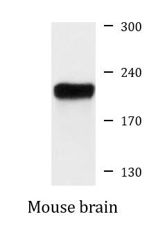 Anti-phospho-IRS-1 (Ser307)