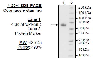 PD-1 (Human), Fc Fusion (Mouse IgG2a) HiP(TM)