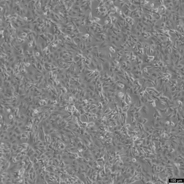SW-982 Cells