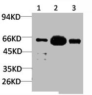 Anti-KCNK10