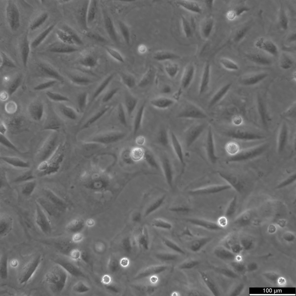 A7r5 Cells