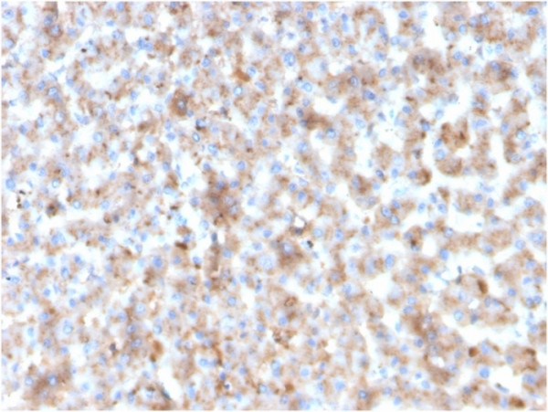 Anti-Apolipoprotein B /APOB, clone APOB/3300