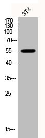 Anti-Phospho-HDAC2 (S394)