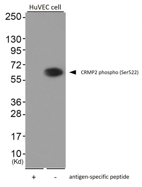 Anti-phospho-CRMP2 (Ser522)