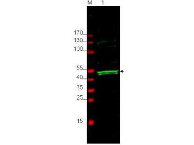 Anti-Glycogen Synthase Kinase 3 alpha, pan-reactive (GSK3a)