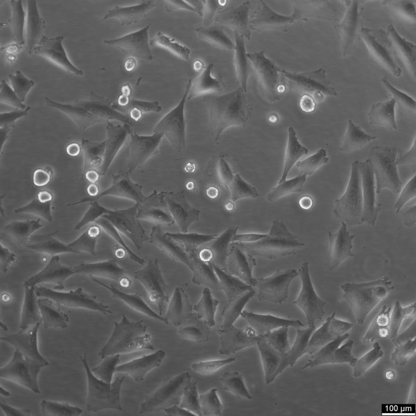 A2058 Cells