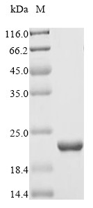 Nucleoside diphosphate kinase (YNK1), Saccharomyces cerevisiae, recombinant