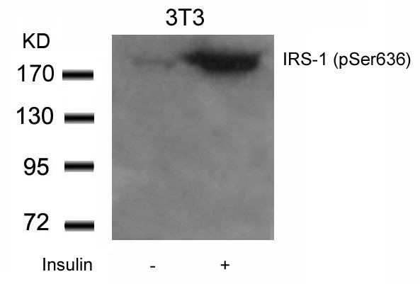 Anti-phospho-IRS-1 (Ser636)