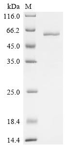 B-cell differentiation antigen CD72 (Cd72), partial, mouse, recombinant
