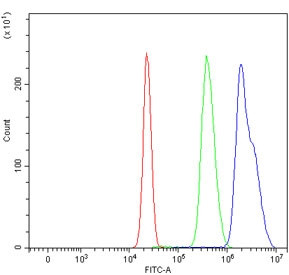 Anti-CENPF / Centromere protein F