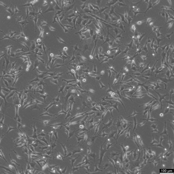 Hey Cells