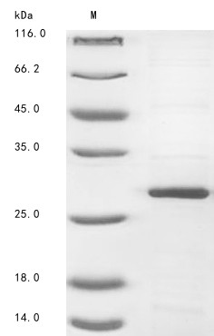 Placenta-expressed transcript 1 protein (PLET1), human, recombinant