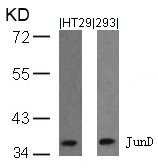 Anti-JUND (Ab-255)
