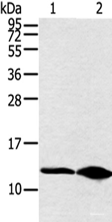 Anti-DYNLL2