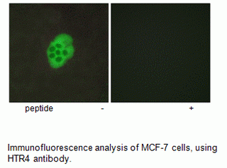 Anti-HTR4
