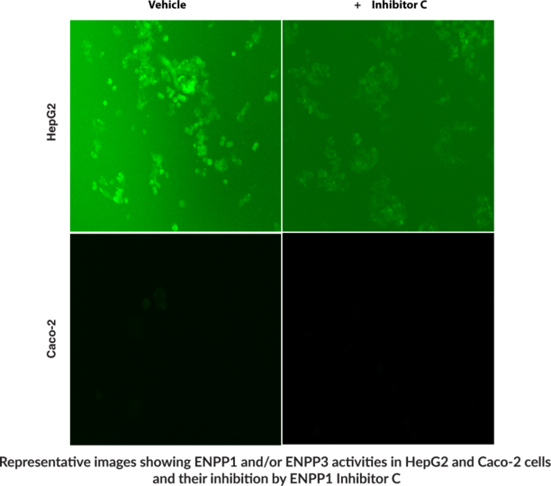ENPP1/ENPP3 CellBased Activity Assay Kit Cayman Chemical