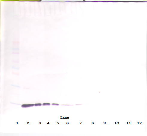 Anti-IL2, clone 2G7-25-3