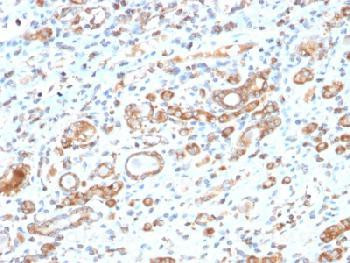 Anti-HSP60 (Heat Shock Protein 60) (Mitochondrial Marker) Recombinant Rabbit Monoclonal Antibody (cl